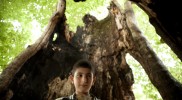 Impolitic Platan Tree Impolitic Platan Tree