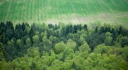 german forest