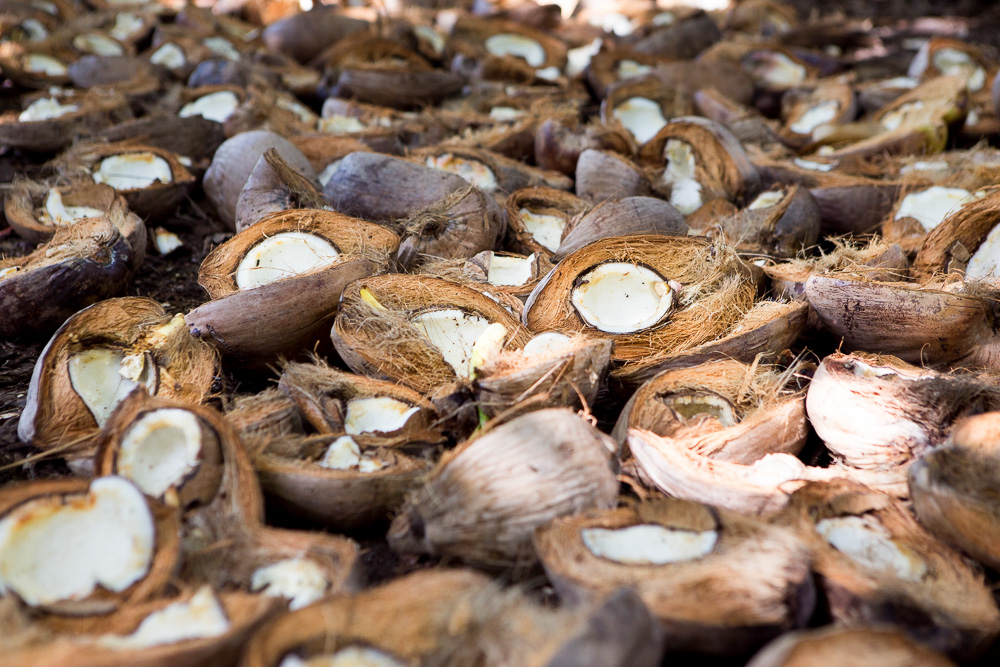 Atchin (Vanuatu, Malekula) Copra is money The Family Without Borders